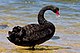 black swan