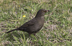 Turdus merula Common Blackbird Karatavuk