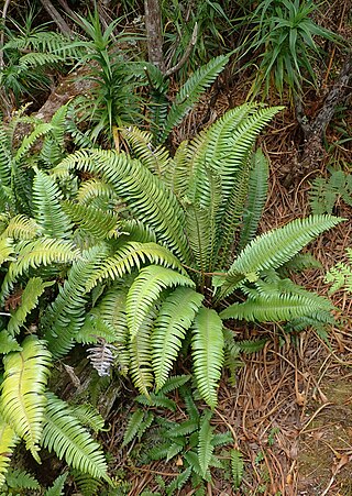 <i>Austroblechnum durum</i> Species of fern