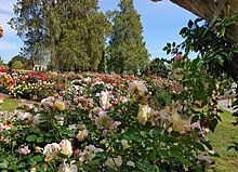 Blooming Roses at Huntington Library in San Marino, California, United States, April 2022 Blooming roses at Huntington Library in Pasadena, California. April 2022 20220418 160140.jpg