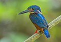 Blue-eared Kingfisher(1).jpg