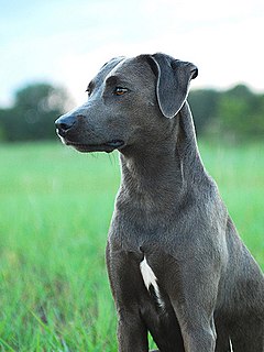 Blue Lacy Dog breed