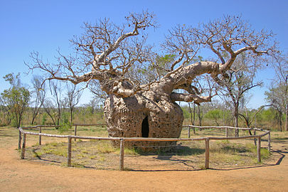 Boab Prison Tree - a tree that has been used as a Prison near Derby, Western Australia