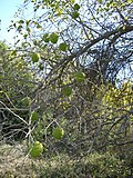 Miniatura para Maclura pomifera