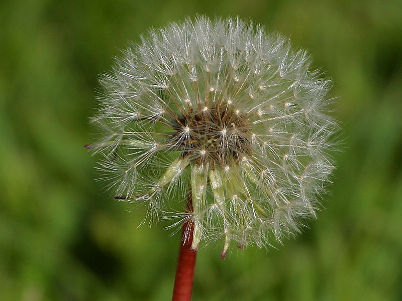 File:Boise Dandelion 04262003.jpg