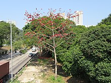 Bombax Ceiba in Shatin.jpg