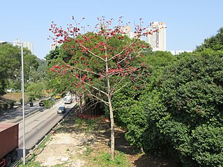 <i>Bombax ceiba</i> Species of tree