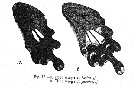 Papilio_bootes