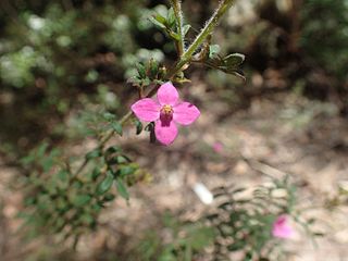<i>Boronia gracilipes</i> Species of flowering plant