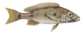 Boulengerochromis microlepis