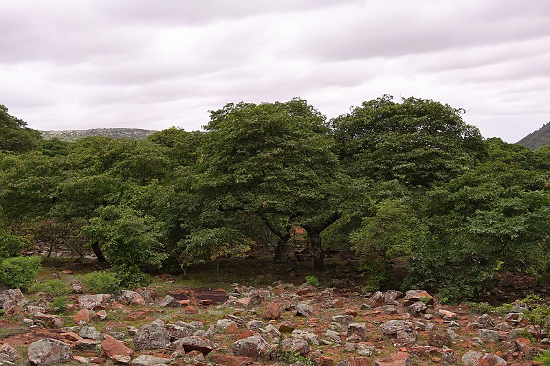 File:Brachystegia spiciformis 50D 0627.jpg