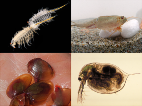 File:Branchiopoda collage 2x2.png