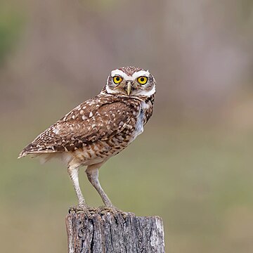 Burrowing owl