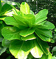 Brighamia insignis, Alula, Haha, 'Olulu, Pu aupaka