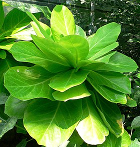 Brighamia insignis