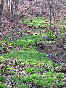 Brister's Spring near Fairyland Pond