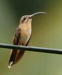 Bronzy hermit Species of bird