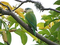 Brotogeris pyrrhoptera -Guayas -Ecuador-8.jpg
