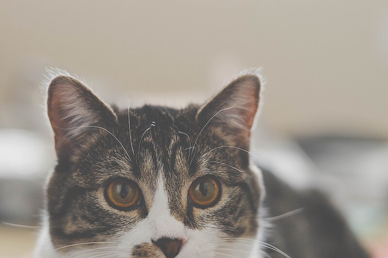 File:Brown-eyed cat (Unsplash).jpg