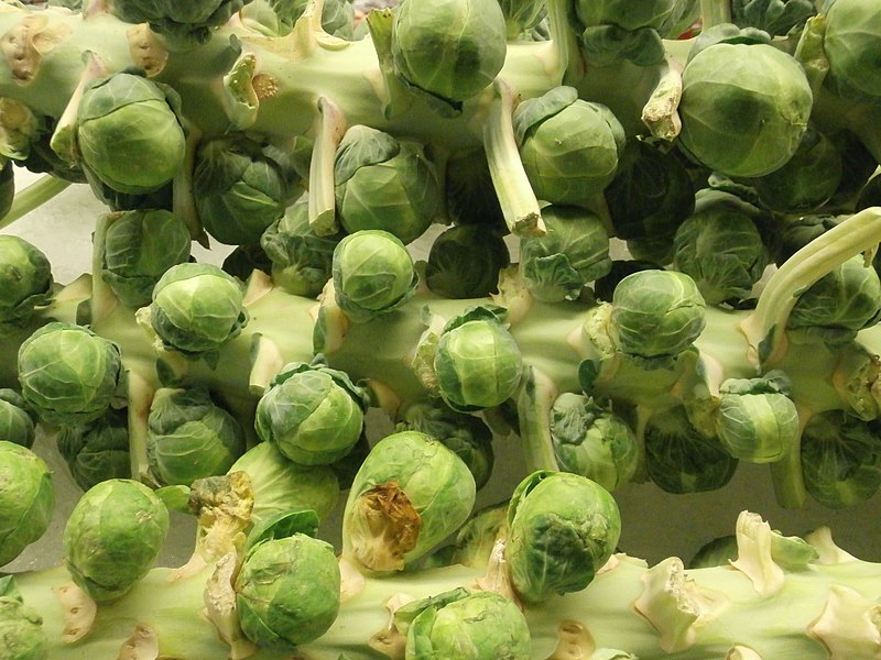 File:Brussels sprouts on the stalk.jpg