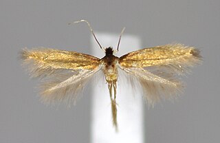 <i>Bucculatrix nigricomella</i> Species of moth in genus Bucculatrix