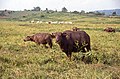 Buffalo grazing IPB Jonggol April 1990 095 b.jpg