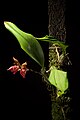 Bulbophyllum subumbellatum