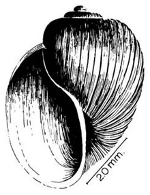 Školjka bulinus tropicus.png