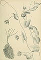 Bulletin de l'Herbier Boissier (1893-1908.) (19816732794).jpg