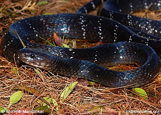 <i>Bungarus bungaroides</i> Species of snake