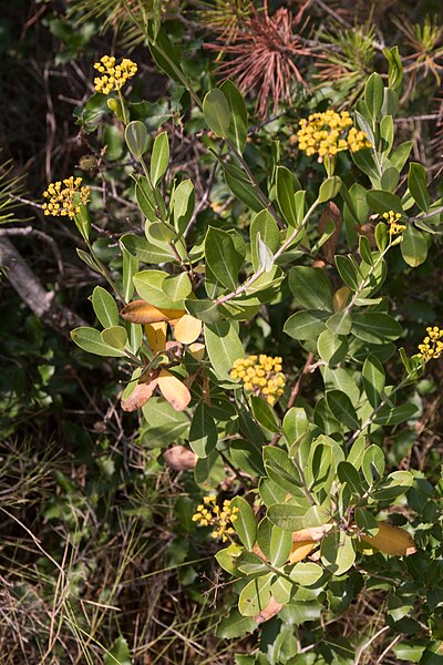 File:Bupleurum fruticosum-Feuilles-20150716.jpg