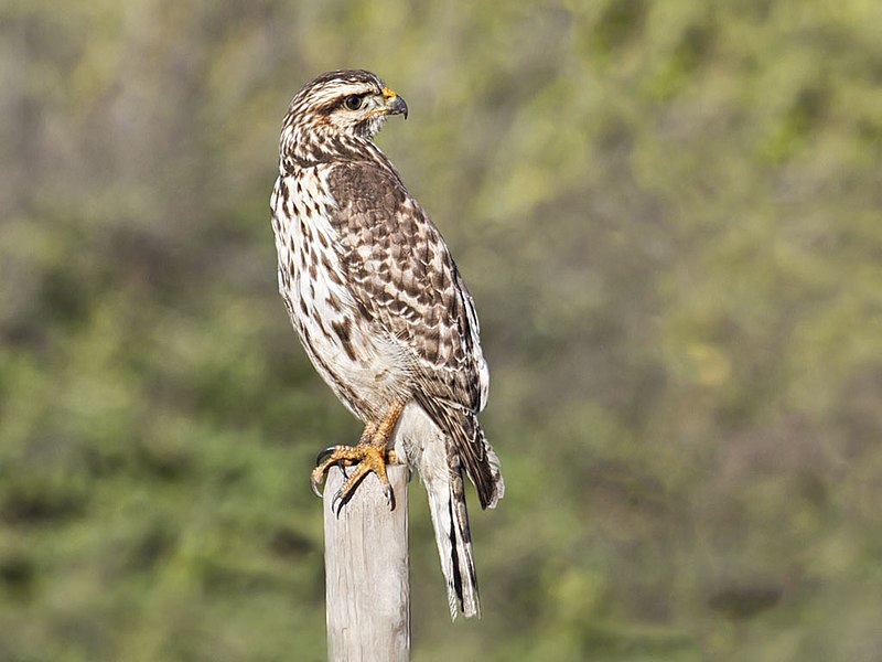 File:Buteo plagiatus Carpinteria California 3.jpg