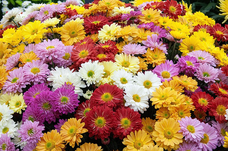 File:CHRYSANTHS MIXEDweb.jpg