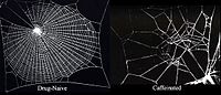 Koffeinwirkung auf Spinnennetze