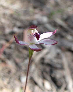 Caladenia Glenlyon.jpg