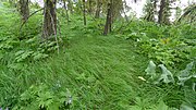 Thumbnail for Calamagrostis rubescens