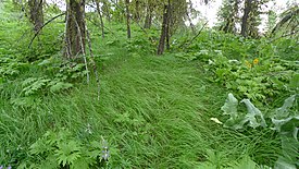 Calamagrostis rubescens-kasvustoa Washingtonissa.