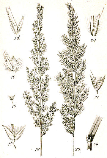 Calamagrostis varia