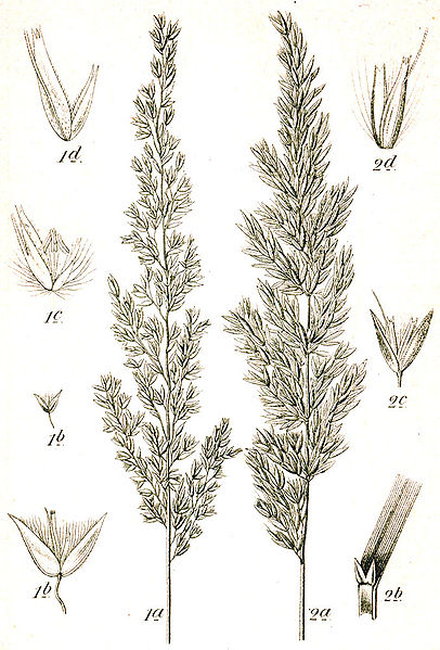 File:Calamagrostis spp Sturm17.jpg