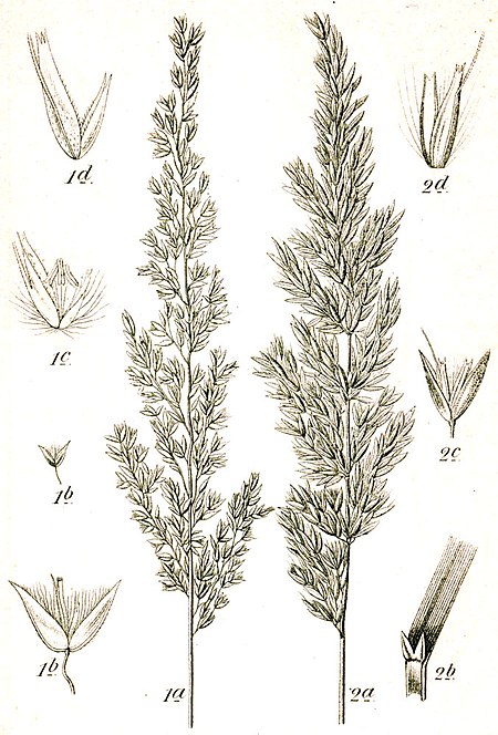 Calamagrostis_varia