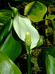 Araceae