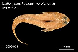 Callionymus moretonensis