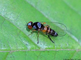 Callomyia speciosa