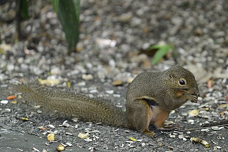 Callosciurus notatus в зоопарке Сингапура.jpg