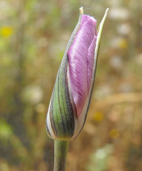 File:Calochortussplendensbud.jpg