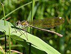 Calopteryx virgo