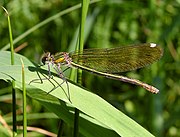 Calopteryx virgo ♀  