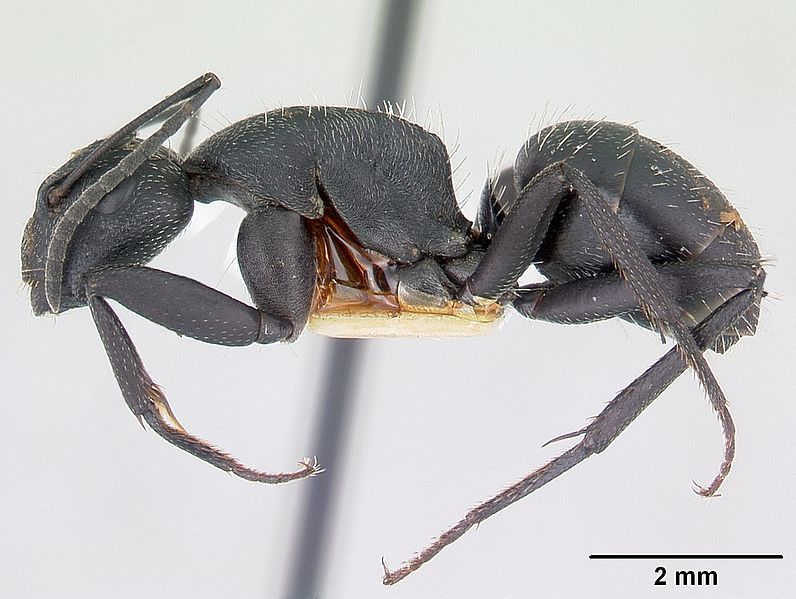 File:Camponotus bayeri casent0178248 profile 1.jpg