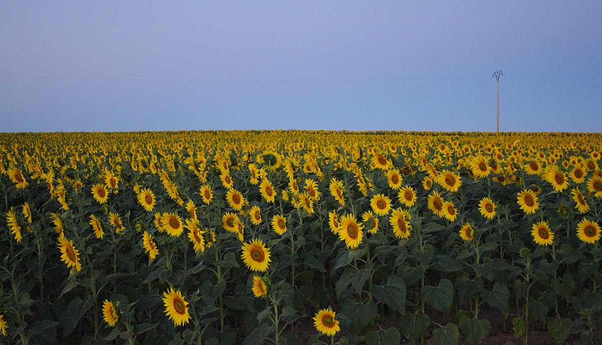 Girasol - L'Enciclopèdia, la wikipedia en valencià