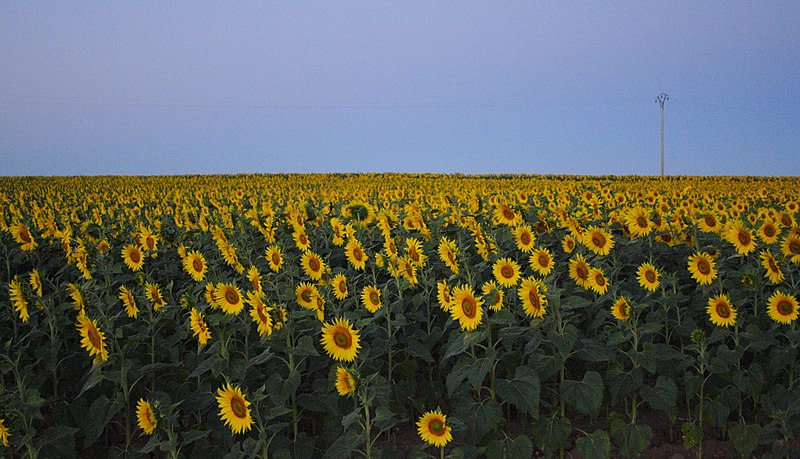 File:Campos de Girasol 001.jpg